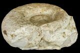 Jurassic Ammonite (Lytoceras) Fossil #113145-1